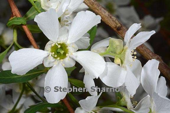 exochorda giraldii 3 graphic